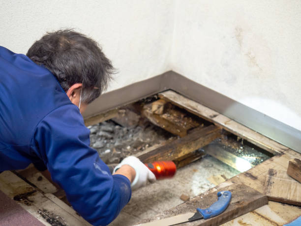Best Mold Remediation for Schools in Lockport, IL