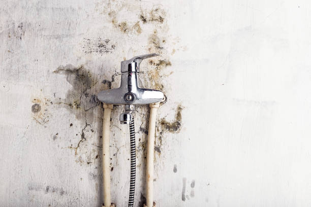 Best Residential Mold Remediation in Lockport, IL
