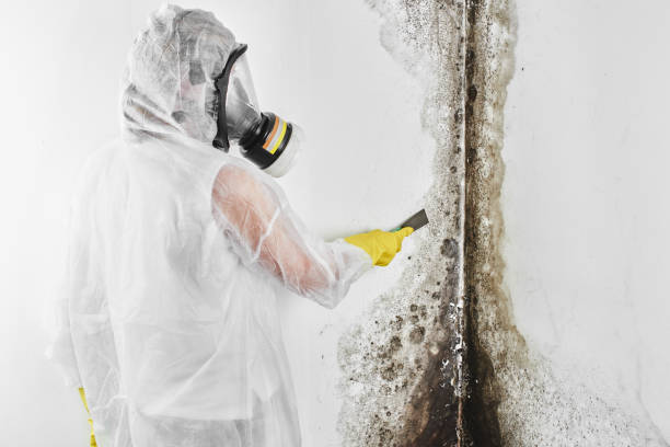 Best Attic Mold Remediation in Lockport, IL
