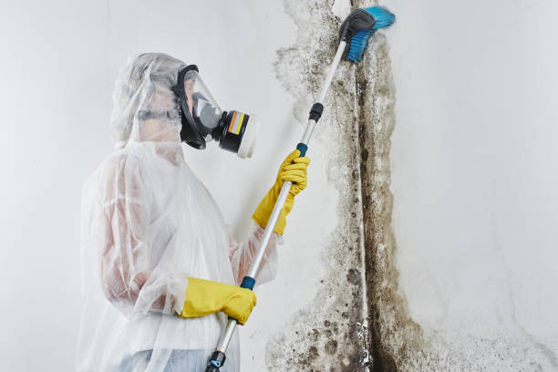Best Post-Flood Mold Remediation in Lockport, IL