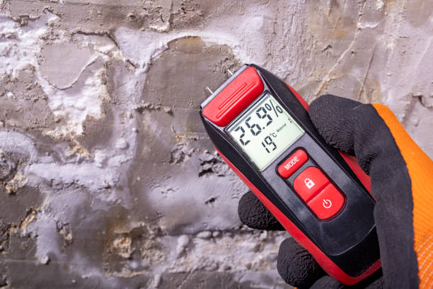 Best Basement Mold Remediation in Lockport, IL