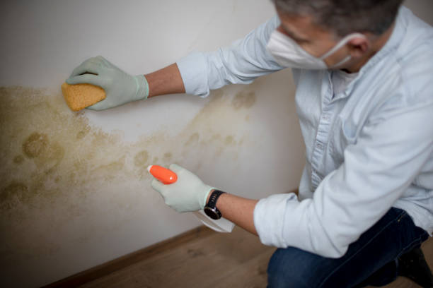 Best Crawl Space Mold Remediation in Lockport, IL