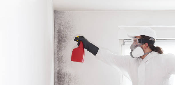 Best Residential Mold Remediation in Lockport, IL