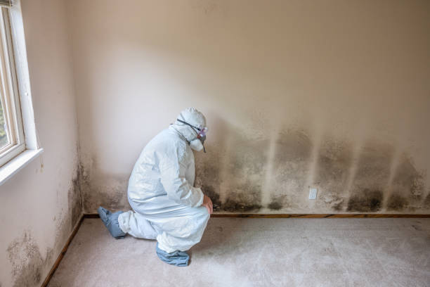 Best HVAC Mold Remediation in Lockport, IL